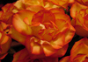Effortless Prosperity Disc 2 effortless prosperity 1